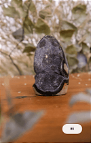 Geodo de Septariana - imagem 2