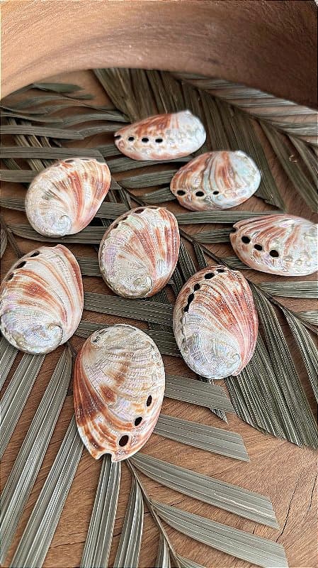 Abalone