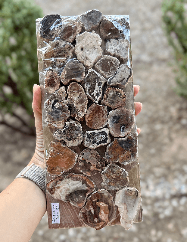 Petrified Wood (Madeira Cristalizada)