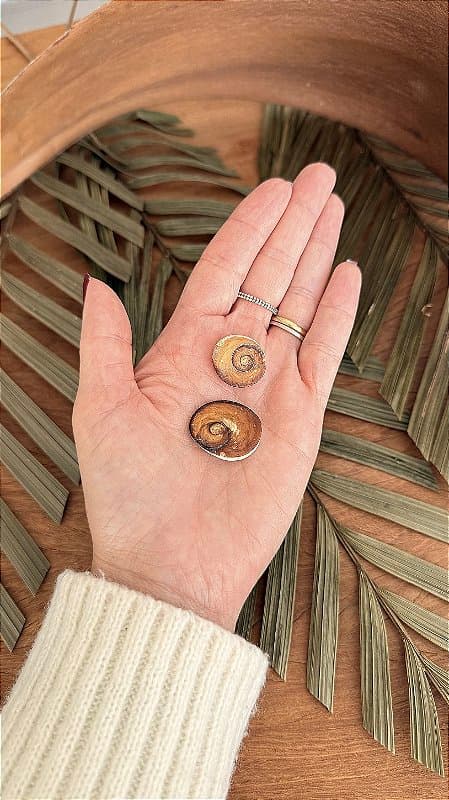 Shiva Shell Bruta